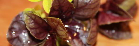 крамбл из цукини с тунцом