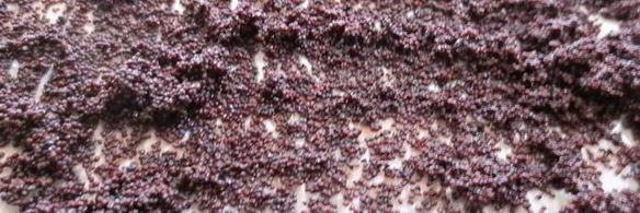 булочки со сливочным кремом