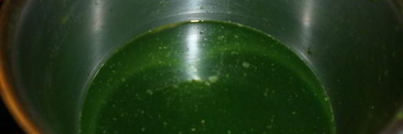 тортеллини из зеленого теста с начинкой из креветок и кремом из редьки