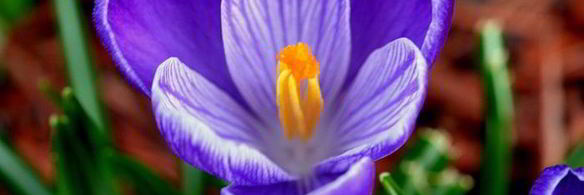 мороженое рикотта на меду