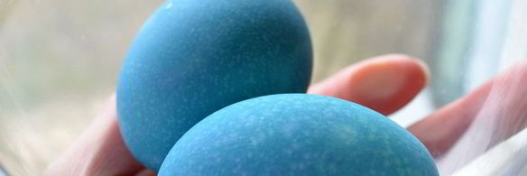 красим пасхальные яйца в синий цвет в соке краснокочанной капусты