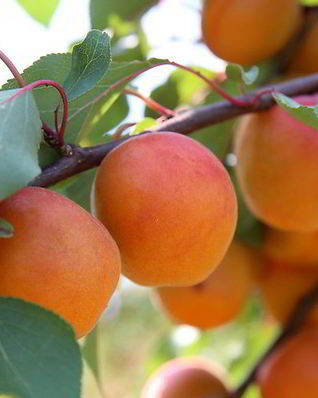 Пастила из абрикос без сахара в сушилке