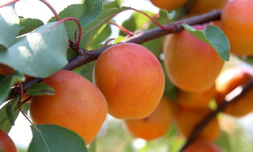 Рецепт пастилы из абрикос без сахара в сушилке