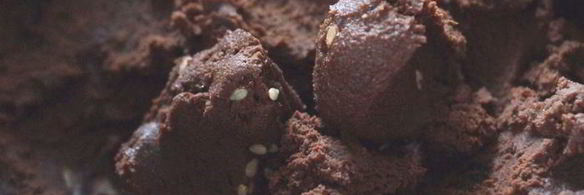 трюфели с авокадо