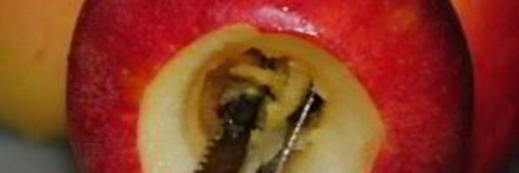 запеченные яблоки с сахаром