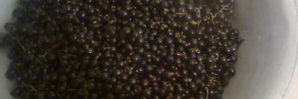 живое желе из черной смородины