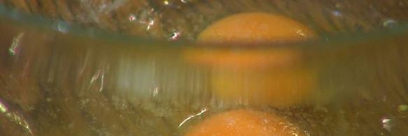 биточки из крабового мяса, огурцов и каперсов