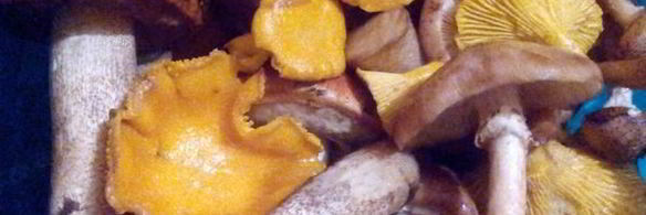 жареная картошечка с лесными грибочками