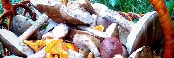 жареная картошечка с лесными грибочками