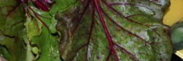 долма из свекольных листьев