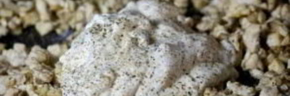 грибы фаршированные