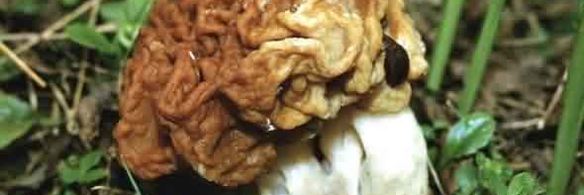 грибы строчки