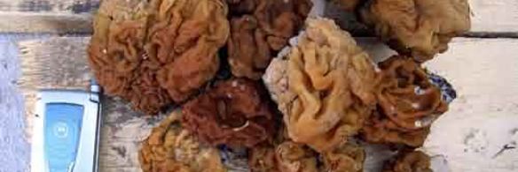 грибы строчки