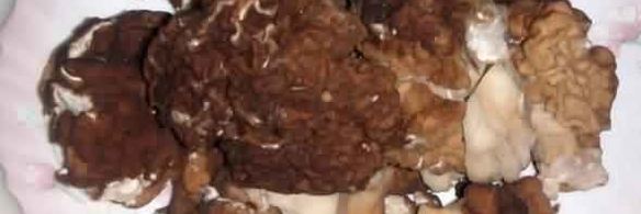 грибы строчки