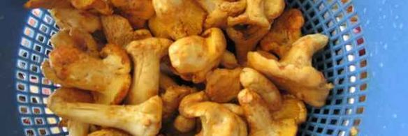 лисички жареные с картофелем