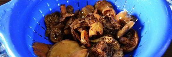 рыжики жареные