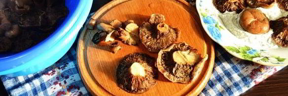 рыжики жареные