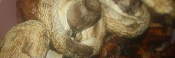 шампиньоны с чесночным ароматом на мангале