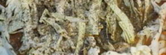 шампиньоны тушеные с овощами