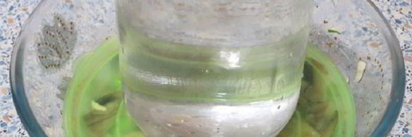 соленые шампиньоны