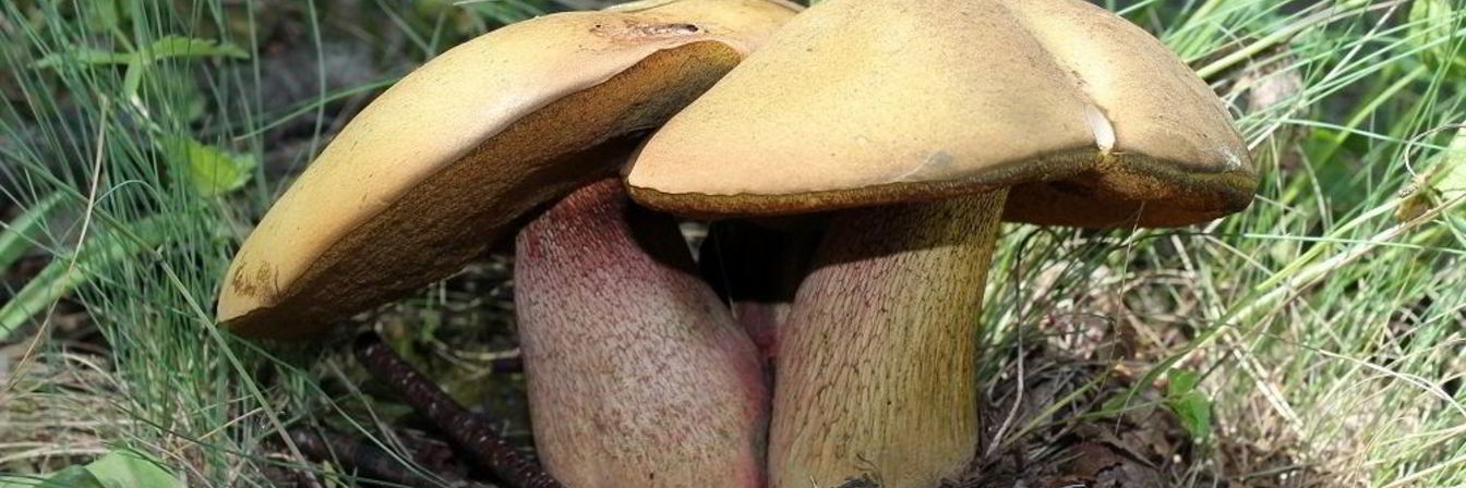 Тушеные дубовики