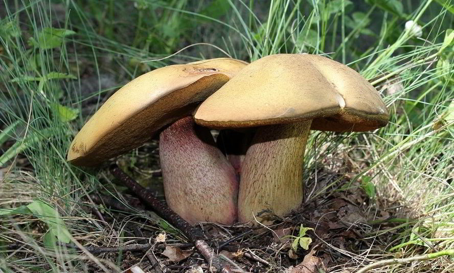 Рецепт тушеных дубовиков