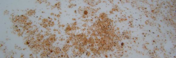 тушеные грибы в мультиварке