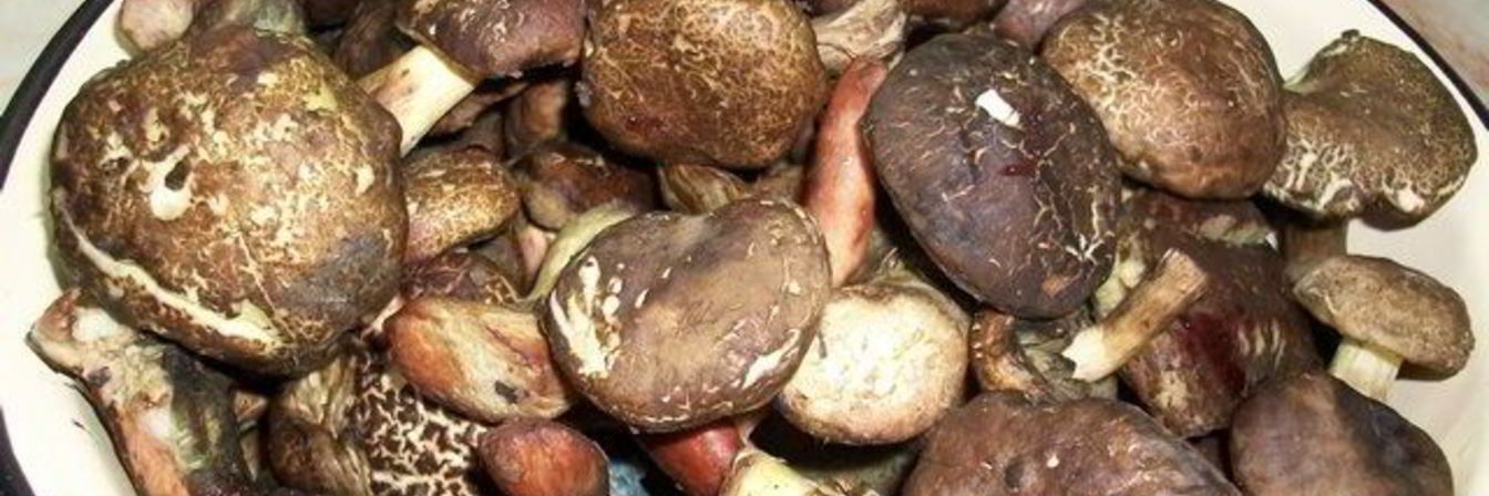 Тушеные моховики