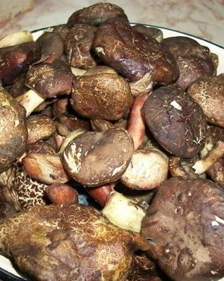 Тушеные моховики