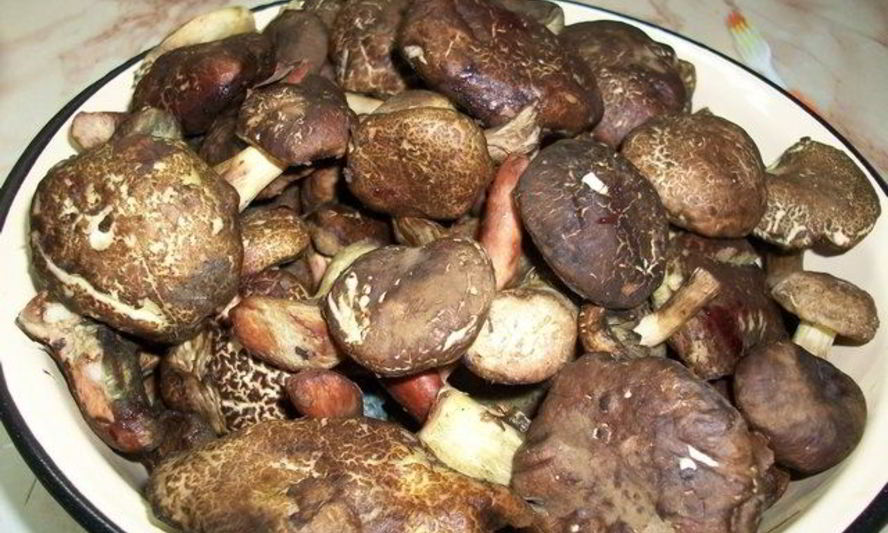 Рецепт тушеных моховиков