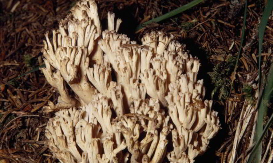 Рецепт вареных грибов рогатики