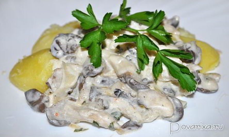 Рецепт вешенок, тушенных в сметане