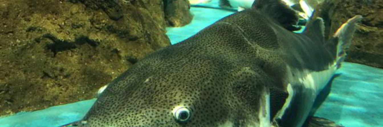 Рыбные котлеты из сома