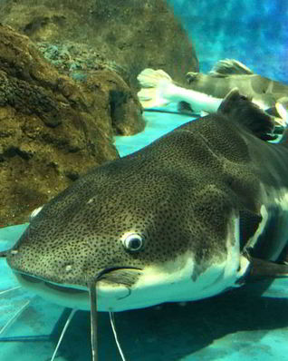 Рыбные котлеты из сома