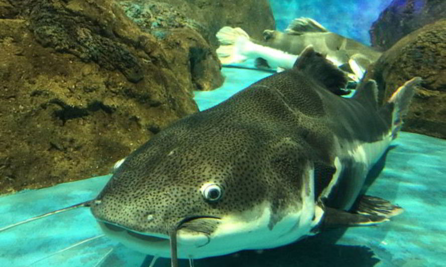 Рецепт рыбных котлет из сома