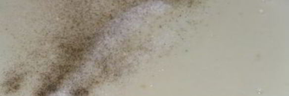 лазанья из лумакони с мясным соусом по-мексикански