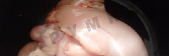 фаршированная курица в духовке