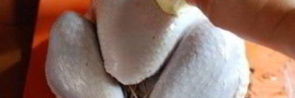 индейка, запеченная с апельсинами