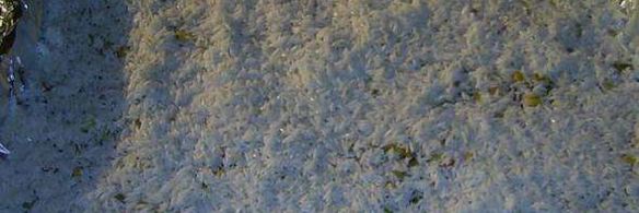 свинина с рисом и кукурузой