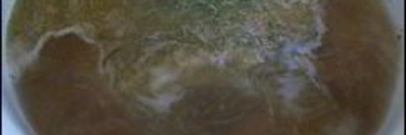 свинина тушеная в белом вине с розмарином