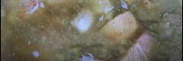 свинина тушеная в белом вине с розмарином