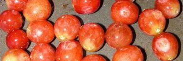 куриная печенка с виноградом и жареным луком