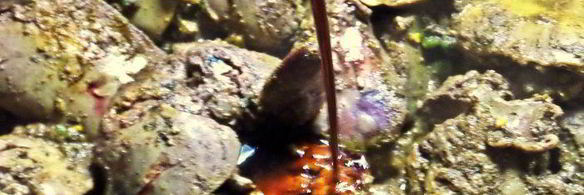 печенка под овощной шубкой