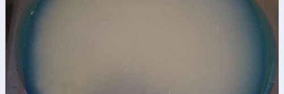 плов по-узбекски