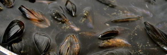 фаршированные мидии, запеченные под картофельной корочкой