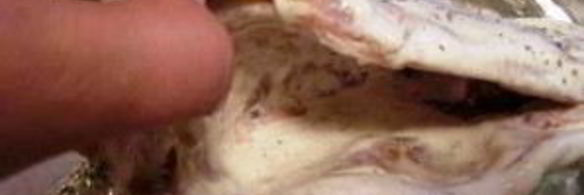 карась в сметане