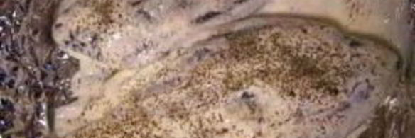 карась в сметане