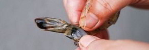 креветки на гриле