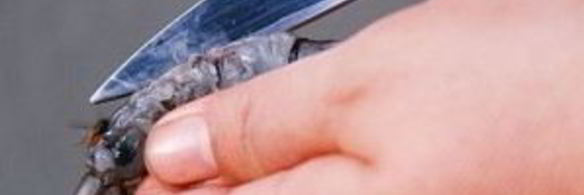 креветки на гриле