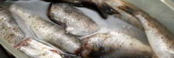 морской окунь на гриле